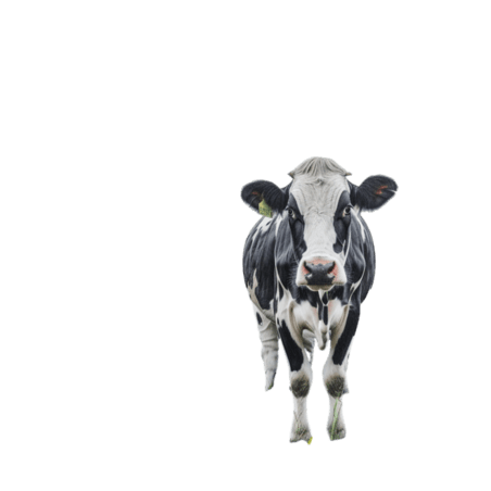 畜牧业乳制品创意奶牛低头元素立体免抠图案