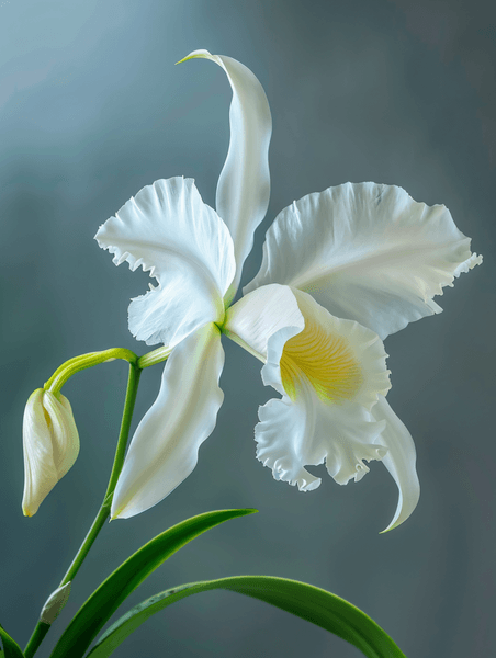 创意白色卡特兰兰花植物花朵