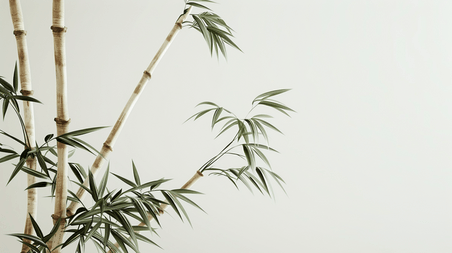 创意白色简约文艺风格绘画竹子竹林的背景
