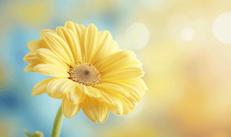 创意背景模糊的黄色雏菊花的特写镜头