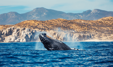 创意座头鲸在卡波圣卢卡斯呼吸南下加利福尼亚州墨西哥太平洋