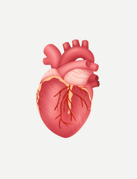 人体器官心脏