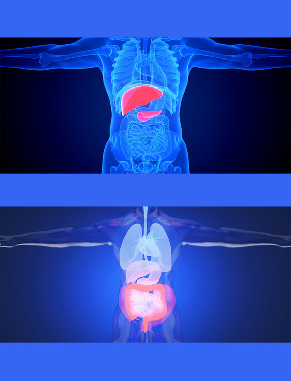 医疗健康透视疾病内脏器官蓝色人体医疗结构背景