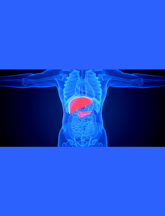 医疗健康透视疾病内脏器官蓝色c4d人体医疗肝脏疾病