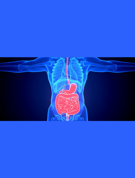 医疗健康透视疾病内脏器官蓝色c4d人体医疗肠胃疾病