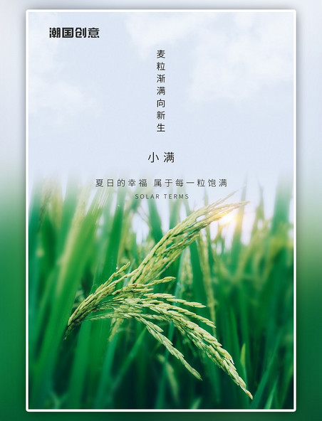 小满节气小麦绿色摄影图麦田稻穗清新海报