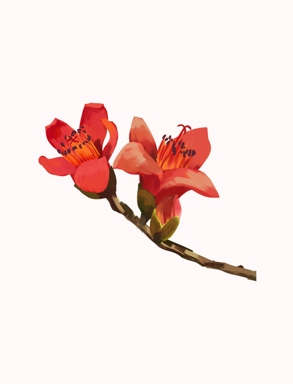 红色木棉花花朵