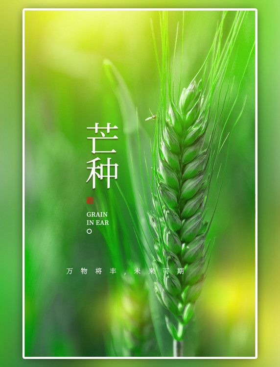 二十四节气芒种麦子绿色简约海报