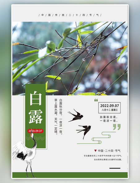 十四节气白露植物鸟绿色简约海报