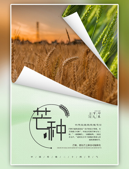 二十四节气芒种小麦绿色简约海报