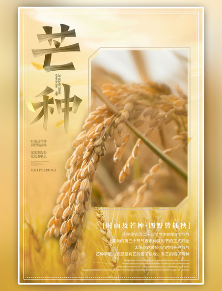 二十四节气芒种麦子黄色海报