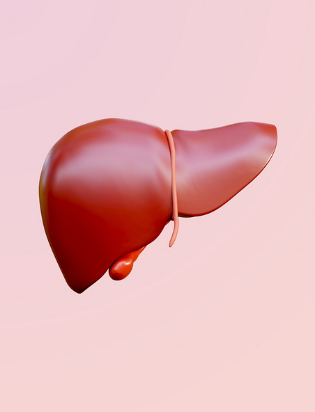 身体器官立体简约3D立体内脏器官肝脏元素