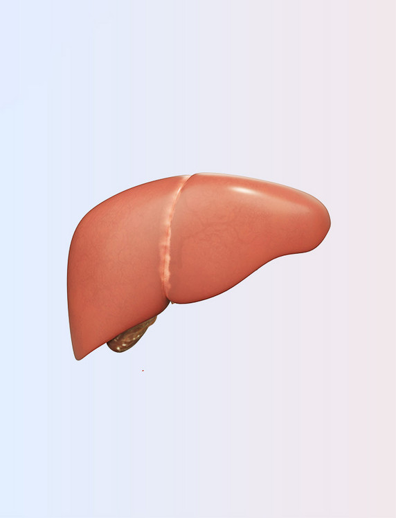 C4D立体医学医疗器官内脏肝脏