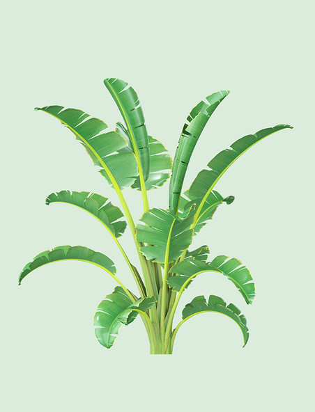 芭蕉3D立体C4D绿色植物树叶叶子