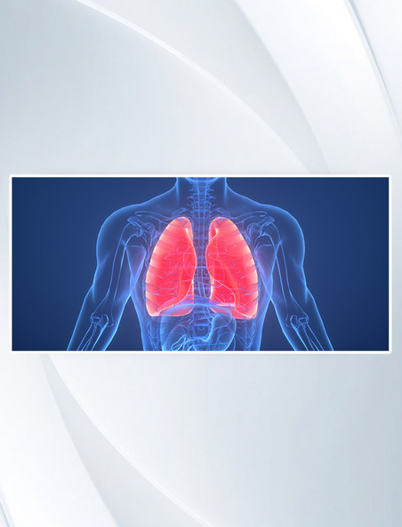 人体结构 3D C4D 立体创意医疗肺部人体结构
