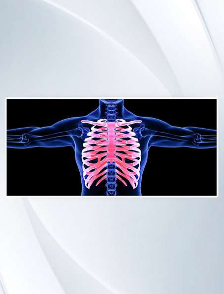 3DC4D创意医疗胸骨人体骨骼结构
