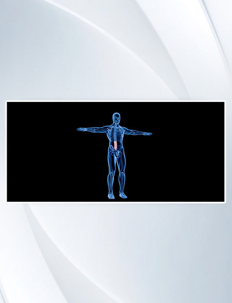 3D C4D 立体 建模创意医疗腰椎人体骨骼简约