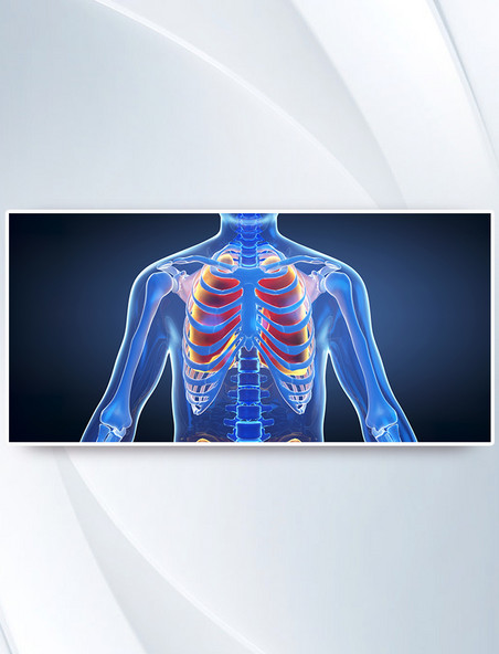 医疗3d人体结构肺部