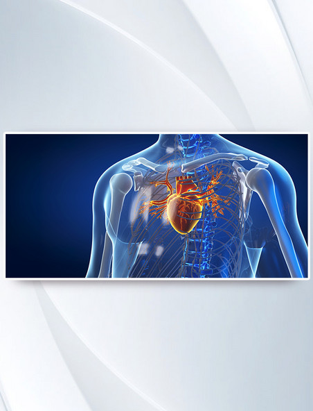 3d医疗人体结构心脏
