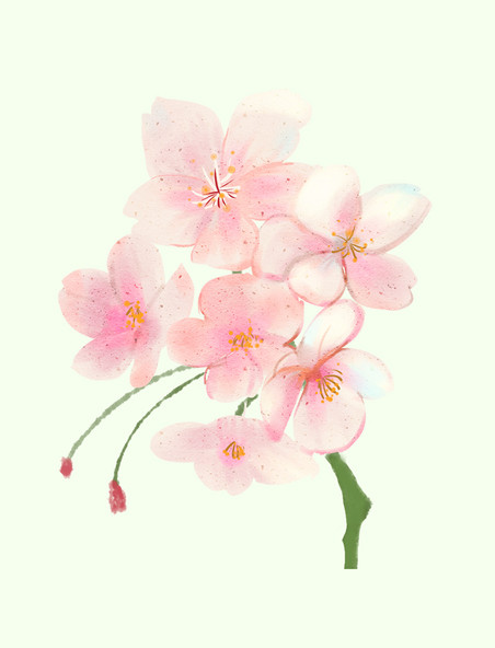 立春樱花粉色樱花装饰插画