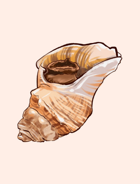 手绘海鲜美食海螺海洋生物生鲜食物海螺贝壳生物