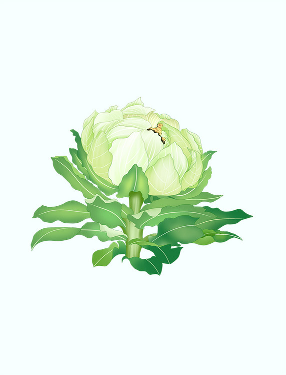 草本纲目中草药雪莲花