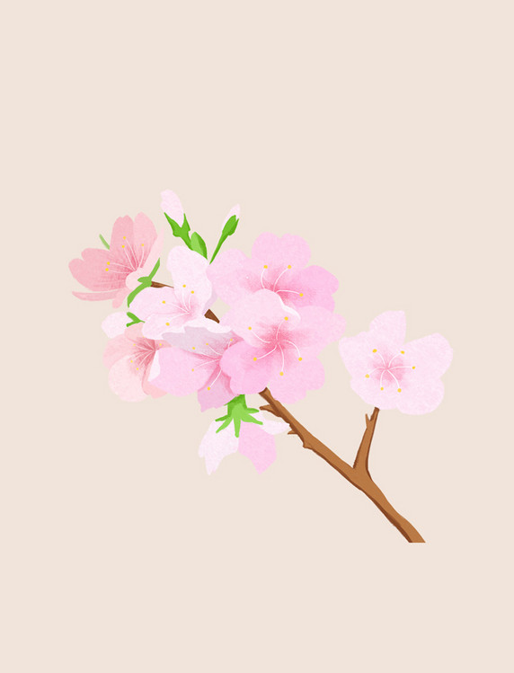 春天粉色樱花花开