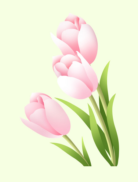 简约春季春天植物粉色郁金香花朵