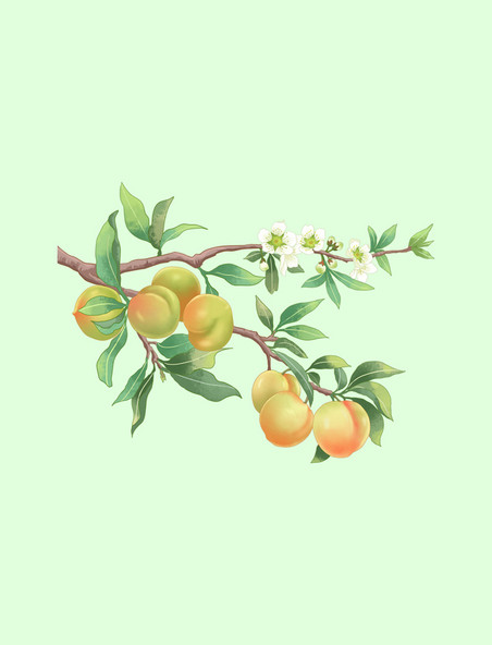 新鲜桃子桃树水果