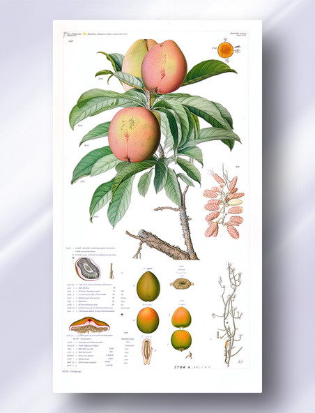 桃子植物学解析报告风格插图插画