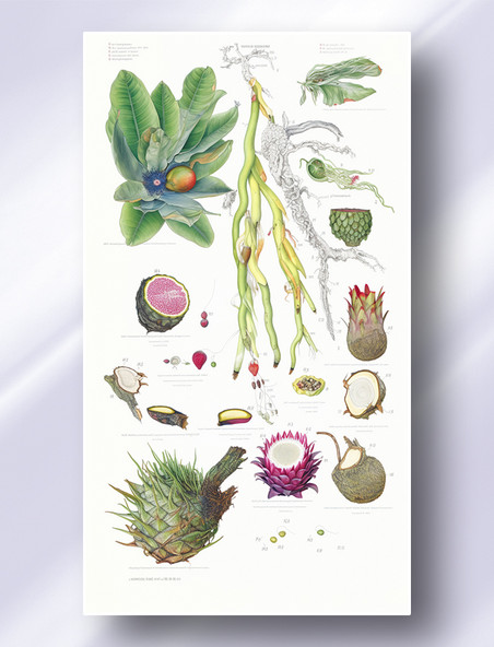 火龙果植物学解析报告风格插图插画