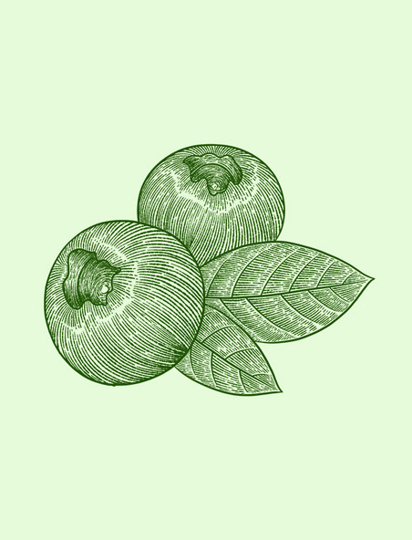 绿色线描线稿水果蓝莓