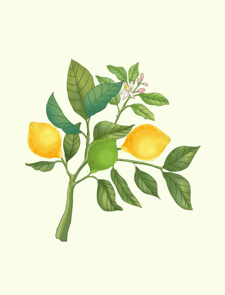 柠檬果树新鲜柠檬水果