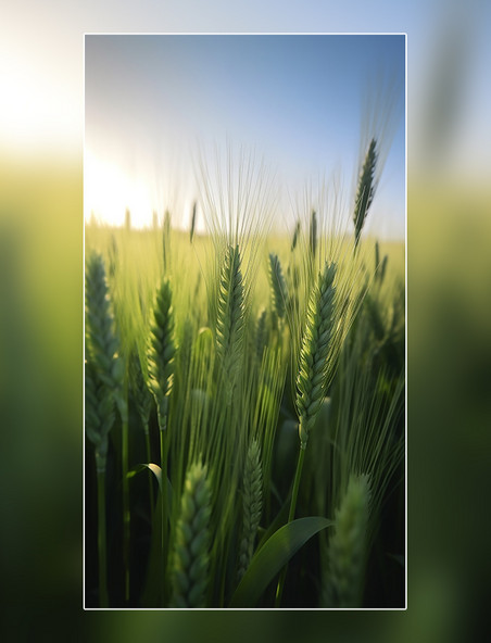 小麦春天麦穗一片麦田蓝天白云摄影图阳光明媚的春天