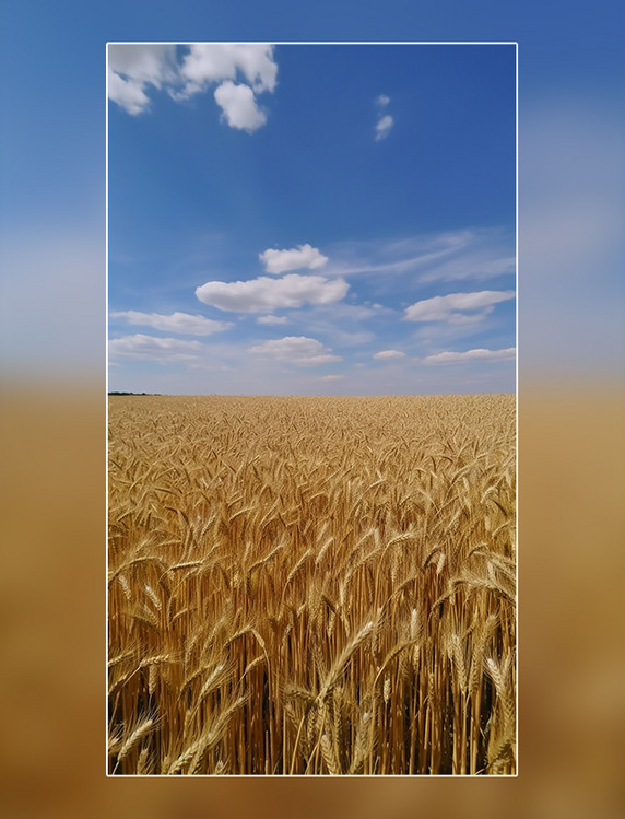 摄影图阳光明媚的春天小满春天小麦麦穗一片麦田蓝天白云