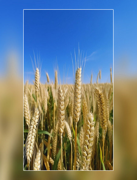 小满阳光明媚的小麦麦穗一片麦田蓝天白云摄影图