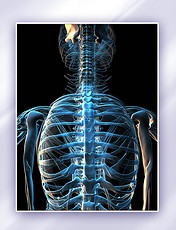 人体脊柱部位关节透视图AI绘画