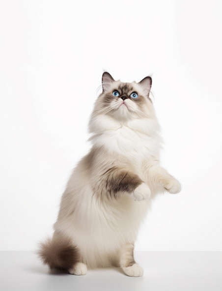布偶摄影图潮国室内摄影动物宠物猫
