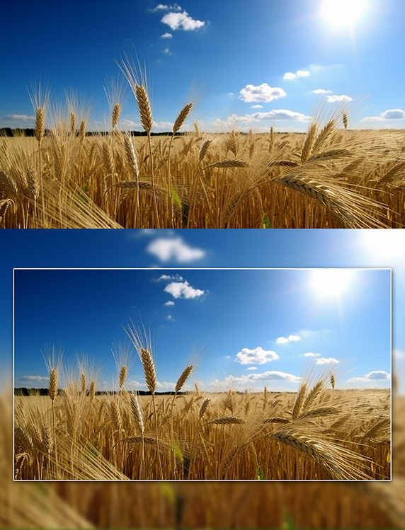 小麦麦穗麦田农作物摄影图农田