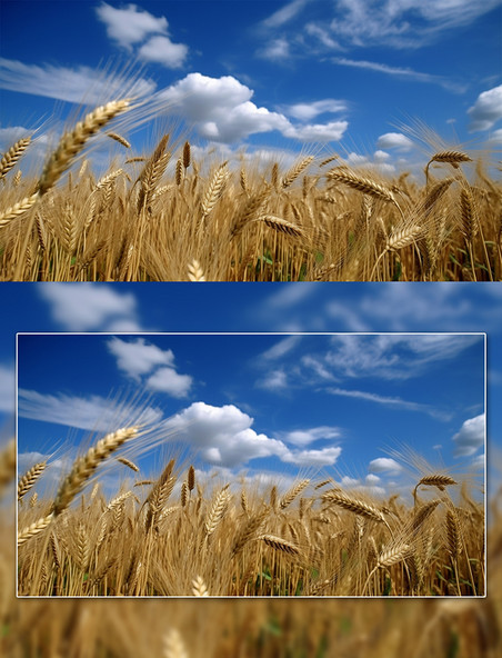夏季粮食小麦麦穗摄影图农田