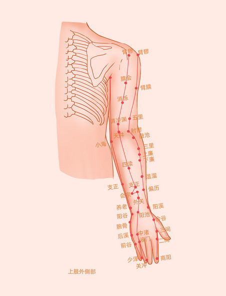上肢外侧穴位图中医经络