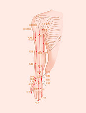 上肢内侧穴位图经络人体穴位