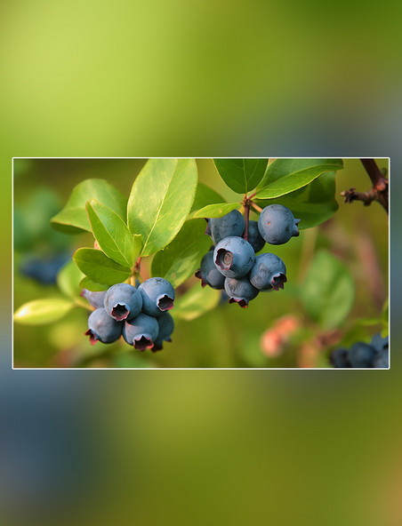 水果农场蓝莓园水果蓝莓农业果树摄影图超级清晰