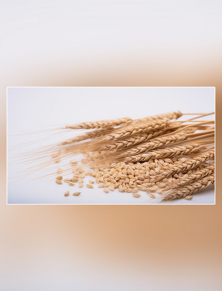 摄影图小麦面粉麦穗植物白天小麦麦田粮食