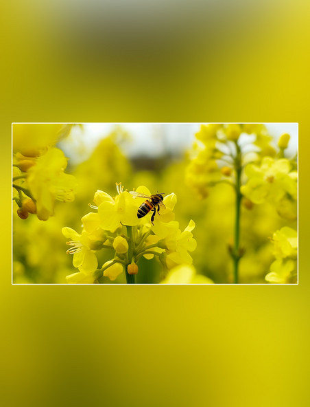 油菜花蜂巢花朵养蜂蜜蜂在采蜜春天摄影图