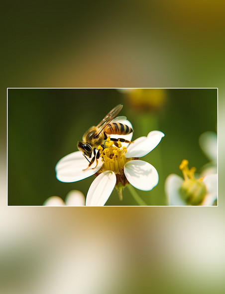蜂巢花朵养蜂蜜蜂在采蜜春天摄影图