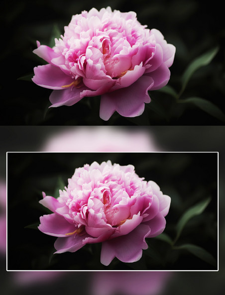 粉色芍药花朵花卉摄影