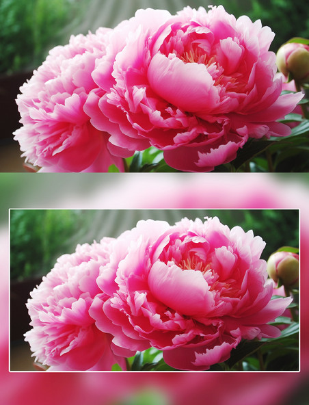 粉色芍药花朵盛开场景摄影 
