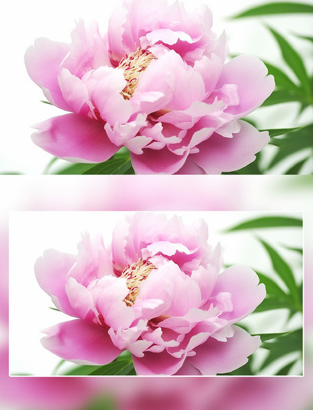 粉色芍药花朵绿叶摄影