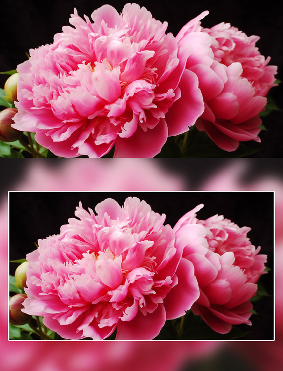 粉色盛开的芍药花朵花卉摄影